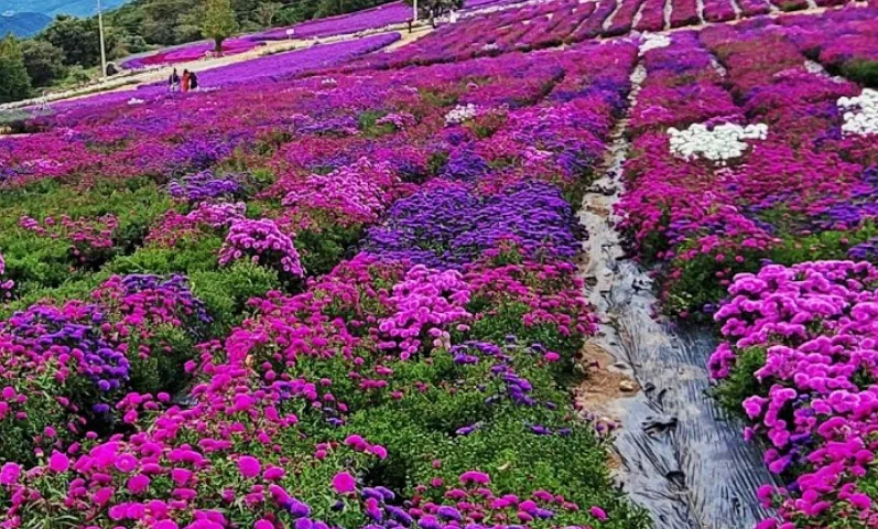 2026 거창 감악산 꽃별여행: 아스타국화부터 셔틀버스·예약 팁 총정리